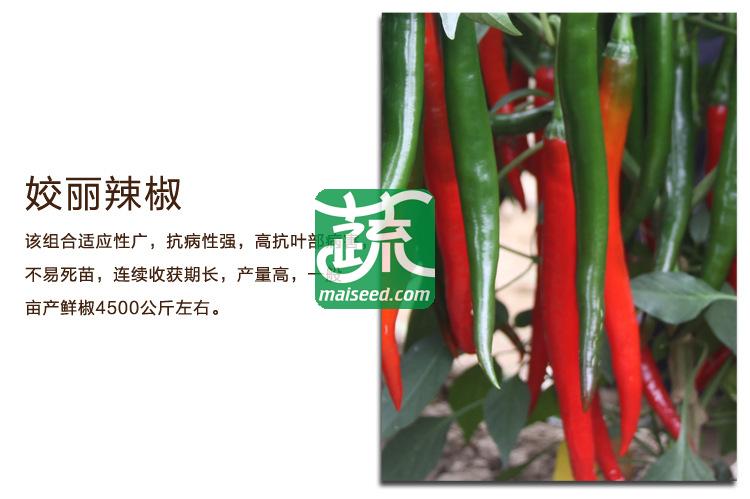 湖南湘妹籽种业 姣丽辣椒种子 果实光滑顺直 皮薄 肉厚 果形整齐美观 辣椒种子 8克装