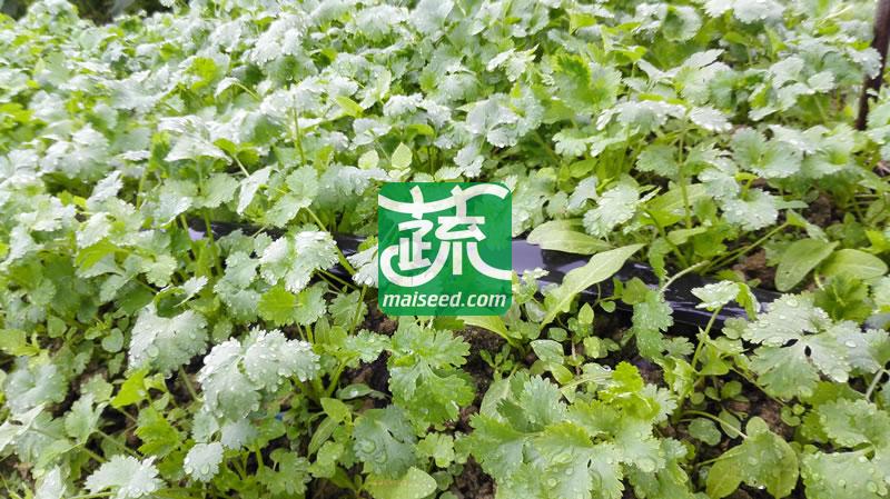 揭阳农友 四季抗热耐抽苔香菜种子 国外引进 四季可播种 抗病力强  香菜种子 20克装