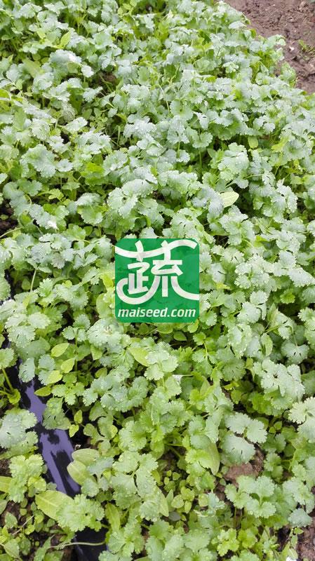 揭阳农友 四季抗热耐抽苔香菜种子 国外引进 四季可播种 抗病力强  香菜种子 20克装
