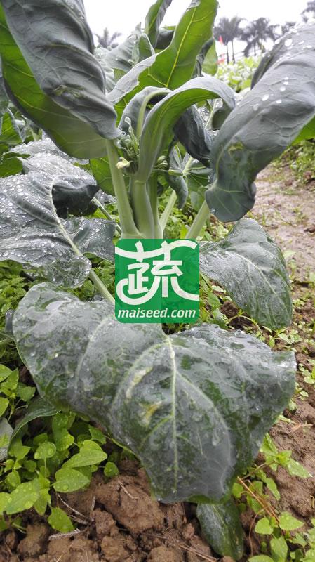 汕头利农 澄海粗条四季甜芥兰种子 叶面平滑 腊粉少 芥兰种子 400克装
