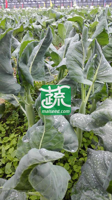 汕头利农 澄海粗条四季甜芥兰种子 叶面平滑 腊粉少 芥兰种子 400克装