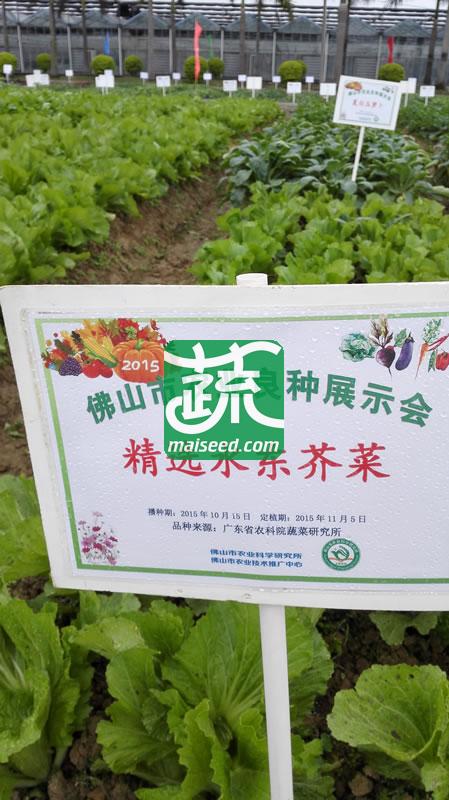 广东粤蔬 精选水东芥菜种子 广东农科院选育 早中熟 亩产量1250-1800公斤 芥菜种子 20克装
