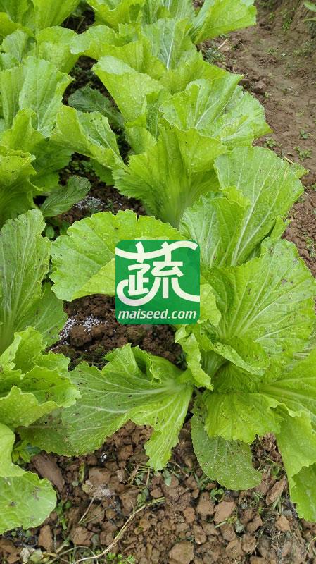 广东粤蔬 精选水东芥菜种子 广东农科院选育 早中熟 亩产量1250-1800公斤 芥菜种子 20克装