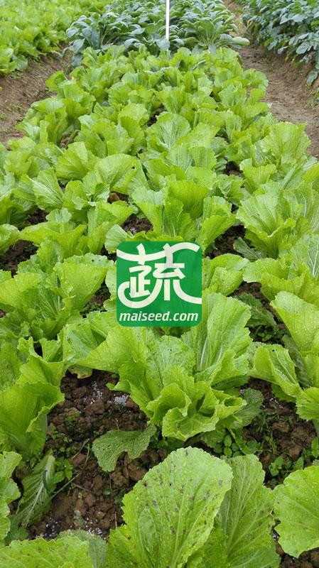 广东粤蔬 精选水东芥菜种子 广东农科院选育 早中熟 亩产量1250-1800公斤 芥菜种子 20克装