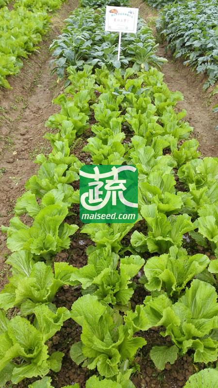 广东粤蔬 精选水东芥菜种子 广东农科院选育 早中熟 亩产量1250-1800公斤 芥菜种子 20克装