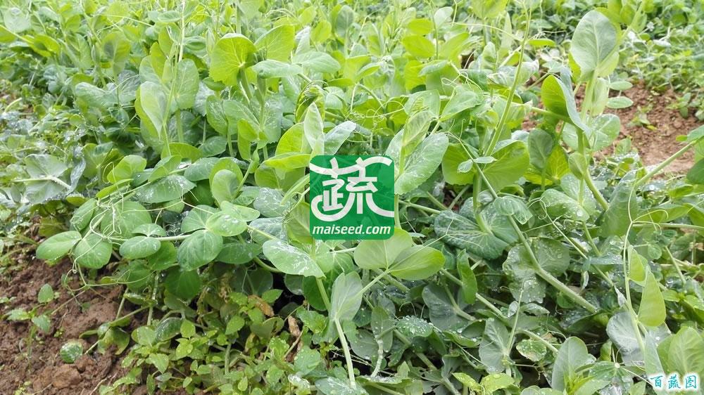 广东粤蔬  1A级全美国进口豌豆苗种子 颜色嫩绿 产量较高 豌豆苗种子 45斤装