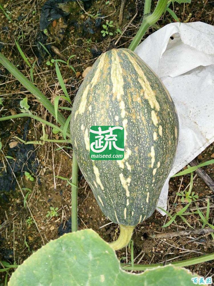 广州绿霸 华丰香芋南瓜种子 瓜皮墨绿色 瓜肉橙红色 肉厚 水分少 香气浓 果型靓 单瓜重2公斤左右 10克装