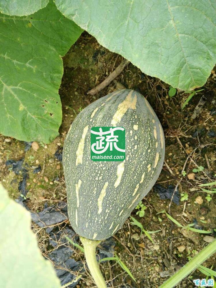 广州绿霸 华丰香芋南瓜种子 瓜皮墨绿色 瓜肉橙红色 肉厚 水分少 香气浓 果型靓 单瓜重2公斤左右 10克装