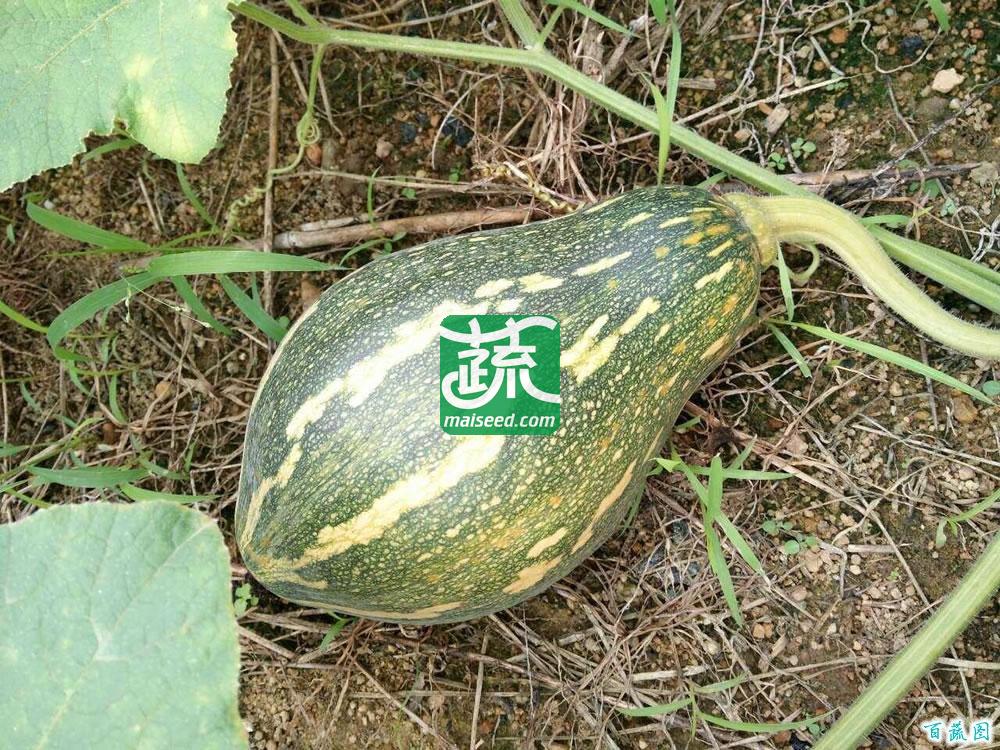 广州绿霸 华丰香芋南瓜种子 瓜皮墨绿色 瓜肉橙红色 肉厚 水分少 香气浓 果型靓 单瓜重2公斤左右 10克装