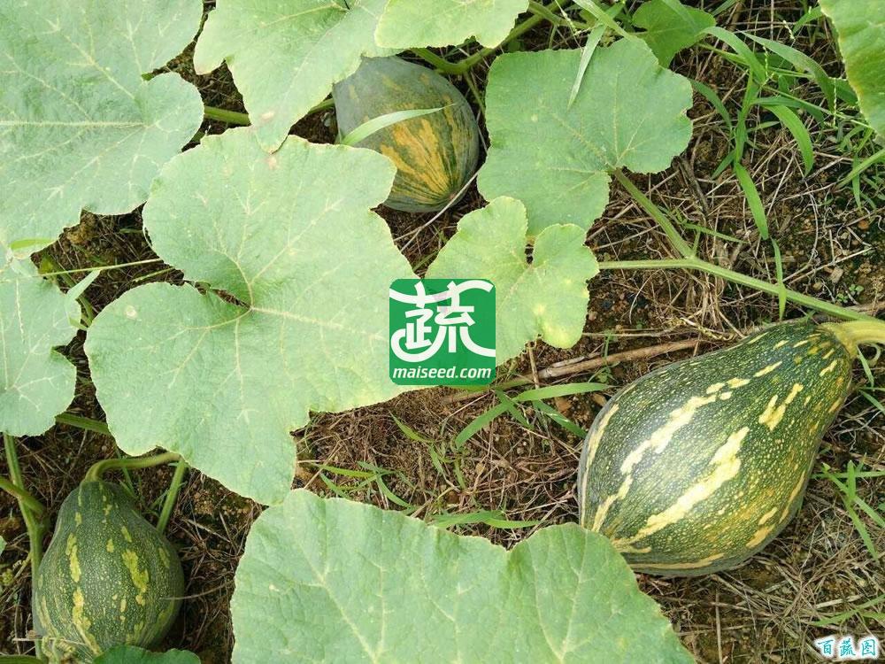 广州绿霸 华丰香芋南瓜种子 瓜皮墨绿色 瓜肉橙红色 肉厚 水分少 香气浓 果型靓 单瓜重2公斤左右 10克装