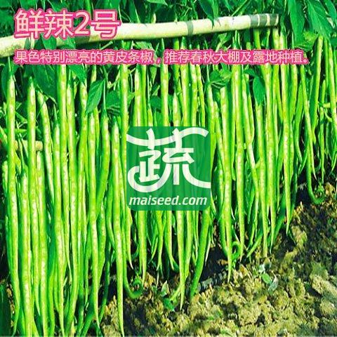 河南豫艺 鲜辣二号种子 顺直 味辣 抗病 高产 辣椒种子 10克装