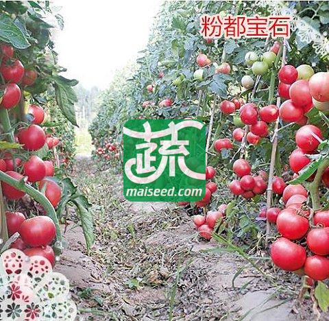 豫艺种业 粉都宝石番茄种子 果色漂亮、果型整齐的番茄新品种 突出优势是坐果整齐且一致性好 番茄种子 8克装