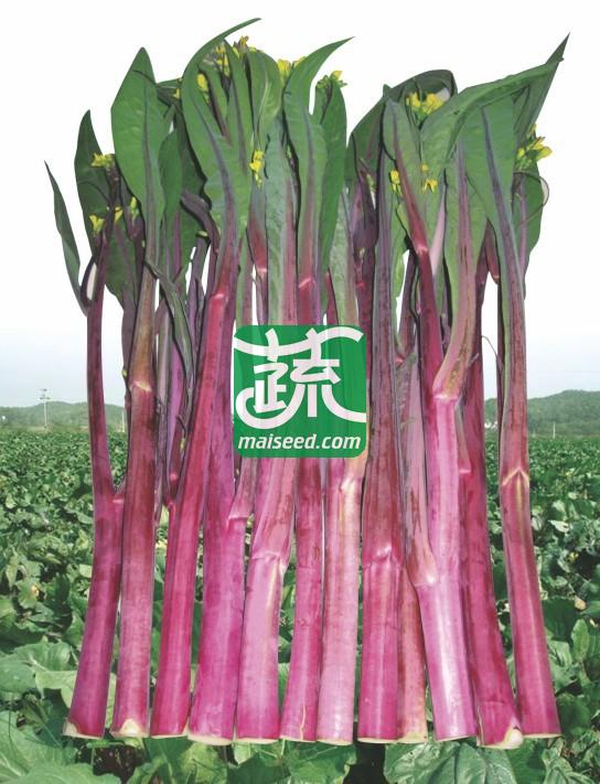 湖南兴蔬 五彩红薹一号菜苔种子 极早熟 耐热 抗逆性强 品质好 菜薹种子 10克装