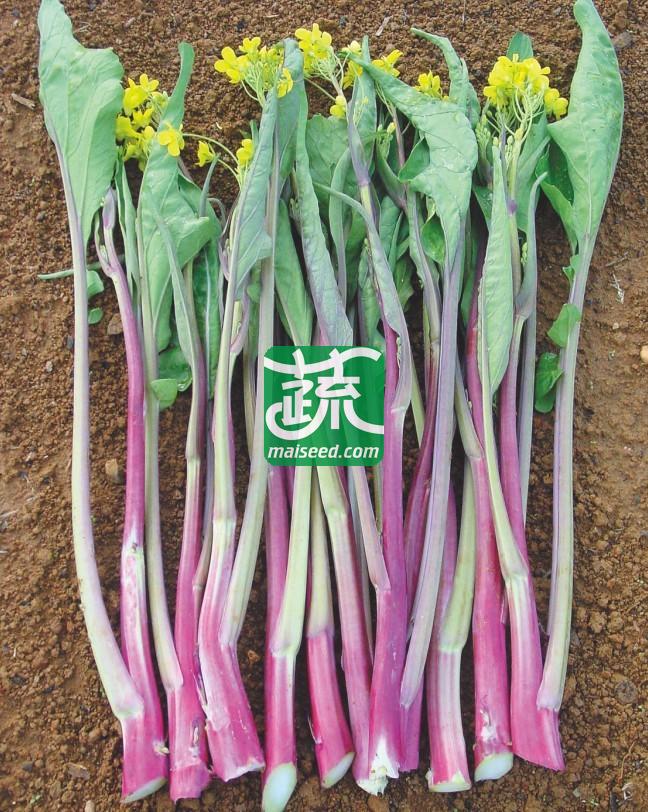 湖南兴蔬 五彩红薹二号菜苔种子 早中熟 丰产 抗逆性强 品质好 菜薹种子 10克装