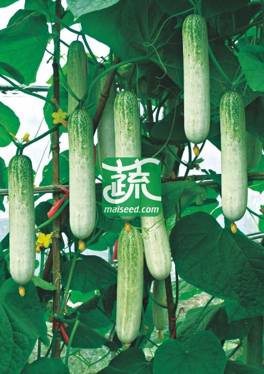 湖南兴蔬 蔬研白绿黄瓜种子 极早熟 产量高 口感好 腔小肉厚 丰产 黄瓜种子 10克装