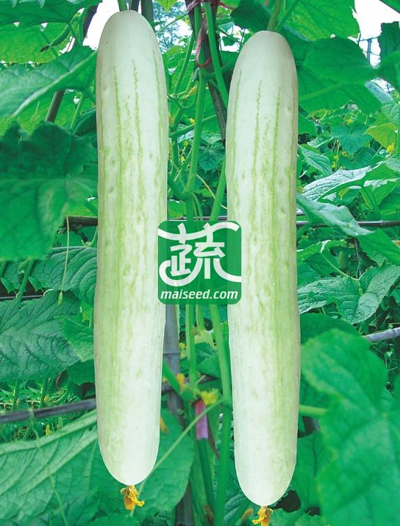 湖南兴蔬 蔬研二号黄瓜种子 早熟 丰产 抗病 黄瓜种子 10克装