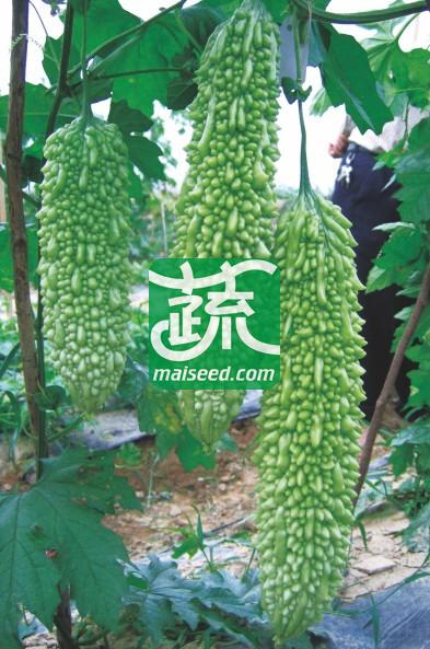 湖南兴蔬 兴蔬春秀苦瓜种子 早熟 绿白色 粗突瘤 圆筒形 苦瓜种子 10克装