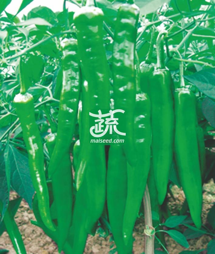 湖南兴蔬 兴蔬215种子 抗病 丰产 耐高温干旱 辣椒种子 8克装