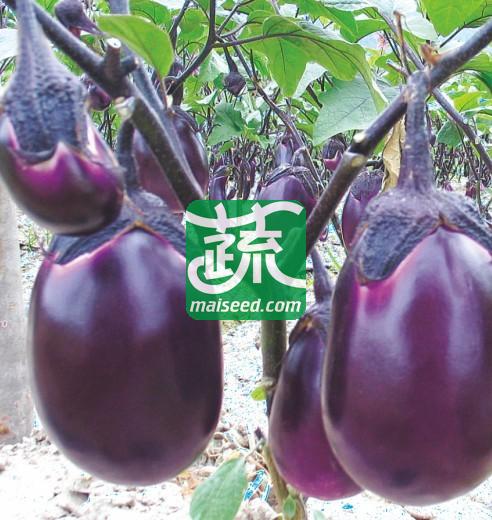 湖南兴蔬 早红茄1号茄子种子 紫红色 光泽好 果实卵圆形 早熟 茄子种子 10克装