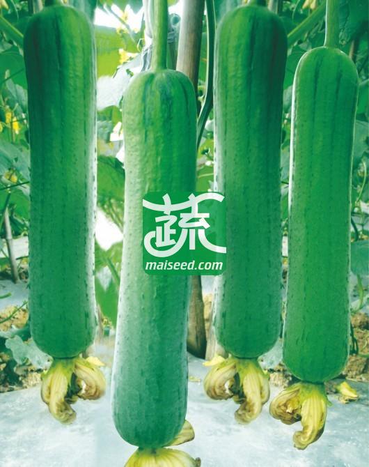 湖南兴蔬 兴蔬新美佳丝瓜种子 特早熟 丰产 商品性优 耐贮运 丝瓜种子 10克装