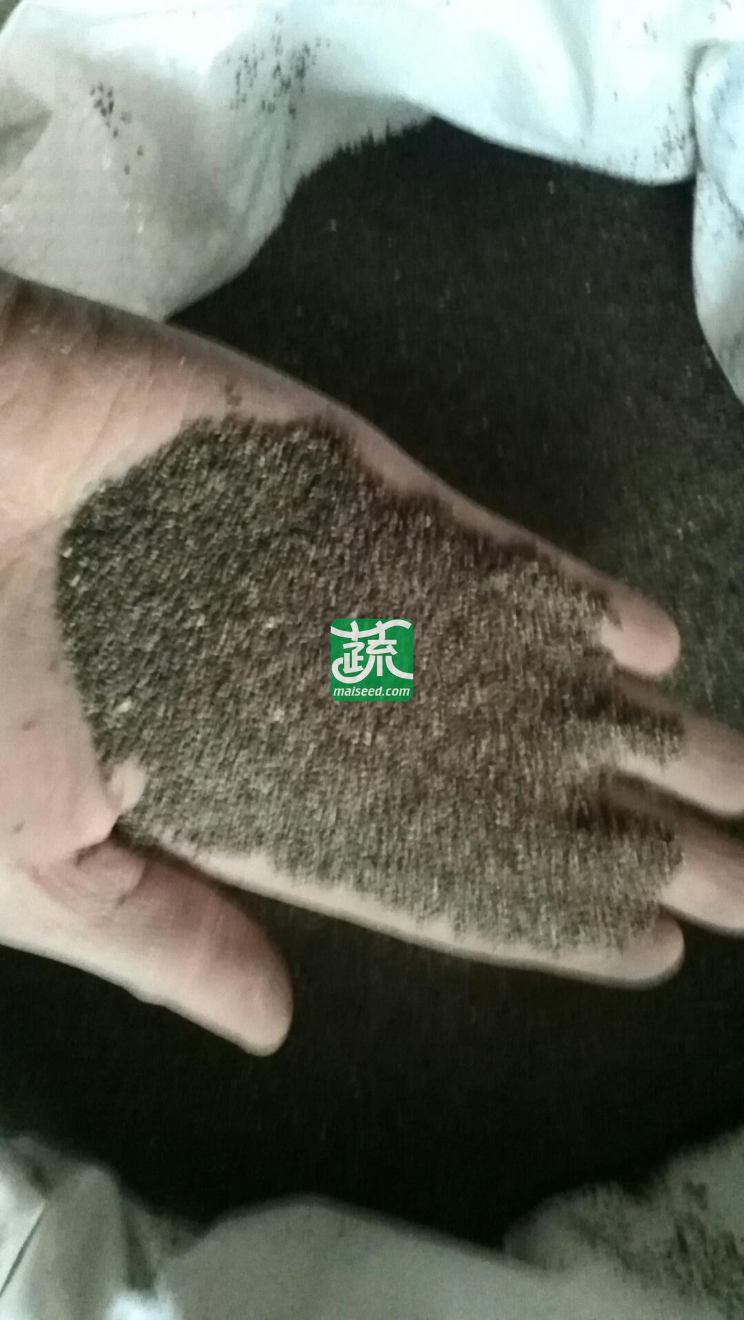 广州卓艺种业 美国进口脱壳狗牙根种子 护披 草坪种子 500克装