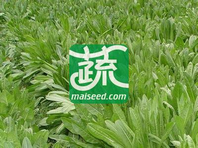 广州卓艺种业 杂交菊苣种子 适应性强 耐寒 耐热 牧草种子 25克装