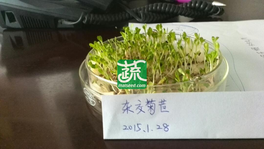 广州卓艺种业 杂交菊苣种子 适应性强 耐寒 耐热 牧草种子 25克装