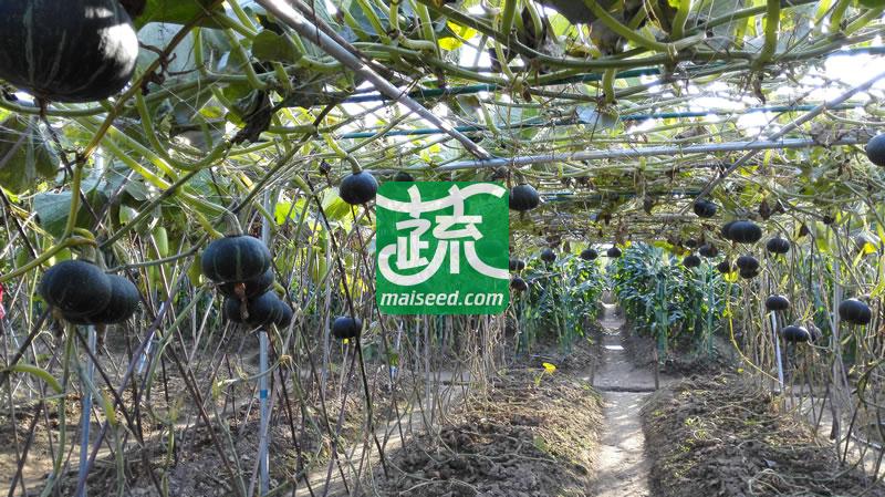 广东粤蔬 翡翠南瓜种子 广东省农科院出品 皮绿色 肉色橙黄 单瓜重约1.5公斤 南瓜种子  10克装