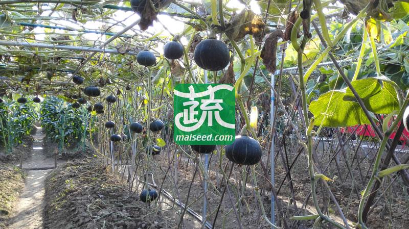 广东粤蔬 翡翠南瓜种子 广东省农科院出品 皮绿色 肉色橙黄 单瓜重约1.5公斤 南瓜种子  10克装