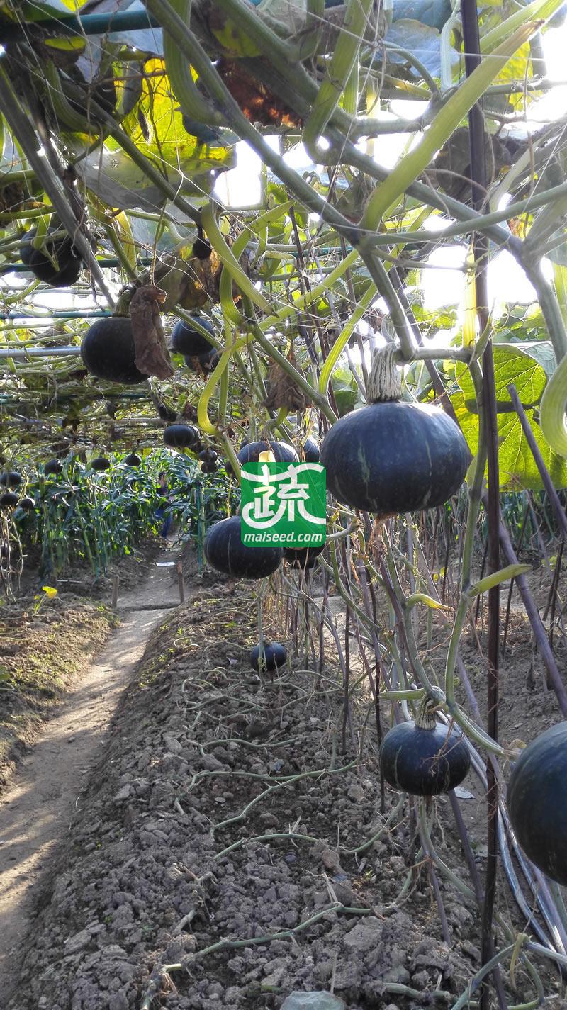 广东粤蔬 翡翠南瓜种子 广东省农科院出品 皮绿色 肉色橙黄 单瓜重约1.5公斤 南瓜种子  10克装
