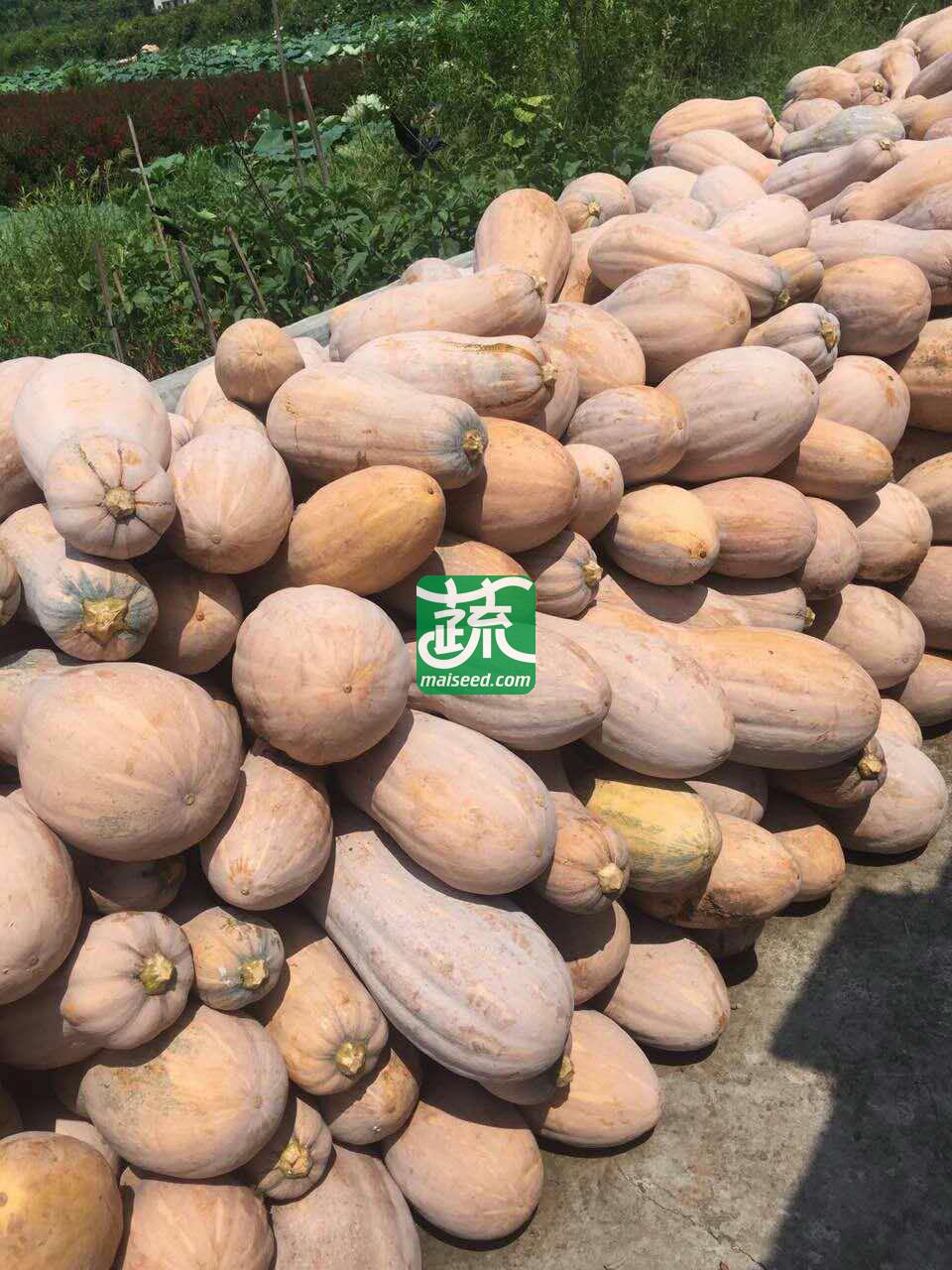 广州金旺 金蜜南瓜种子 肉厚 肉色橙黄 味甜 品质优良 南瓜种子 50克装