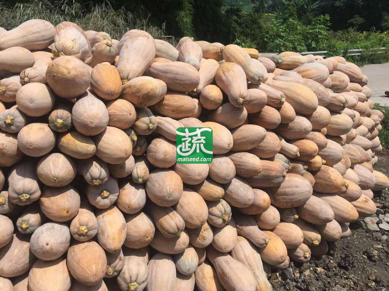 广州金旺 金蜜南瓜种子 肉厚 肉色橙黄 味甜 品质优良 南瓜种子 50克装
