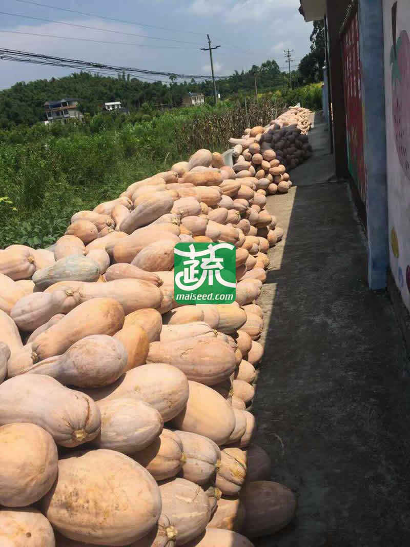 广州金旺 金瓜王种子 中熟 大果 丰产 耐贮运 南瓜种子 50克装