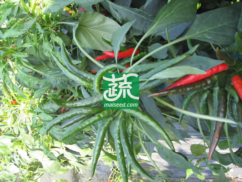 河南豫鼎红种业 满江红朝天椒种子 杂交一代簇生朝天椒新品种 红熟后深红油亮 适合大棚西瓜套种 早春茬 辣椒种子 5克装
