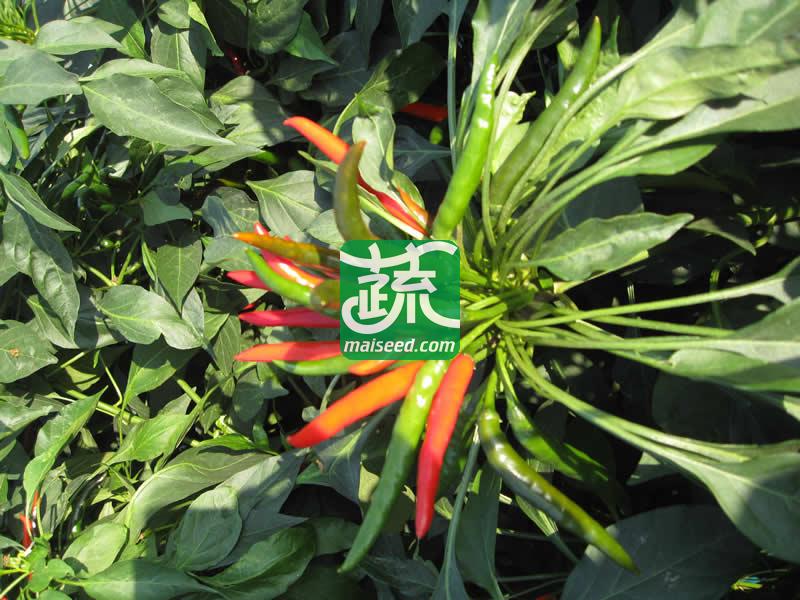 河南豫鼎红种业 满江红朝天椒种子 杂交一代簇生朝天椒新品种 红熟后深红油亮 适合大棚西瓜套种 早春茬 辣椒种子 5克装