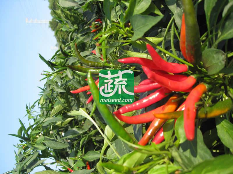 河南豫鼎红种业 满江红朝天椒种子 杂交一代簇生朝天椒新品种 红熟后深红油亮 适合大棚西瓜套种 早春茬 辣椒种子 5克装