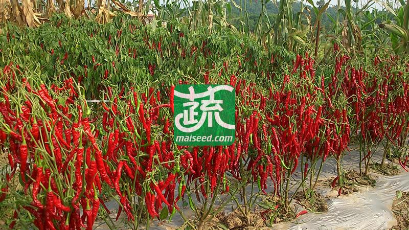 河南豫鼎红精忠红朝地椒种子 干椒革命性新品种  加工香辣酱 红油辣椒 火锅底料 辣椒面最佳原料 辣椒种子 5克装