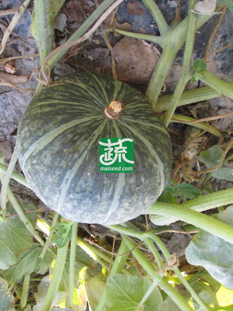 河南豫鼎红种业 绿甜栗2号南瓜种子 抗病性强 早熟 果皮墨绿带淡绿色条纹 肉红黄色 食味极佳 南瓜种子 10克装