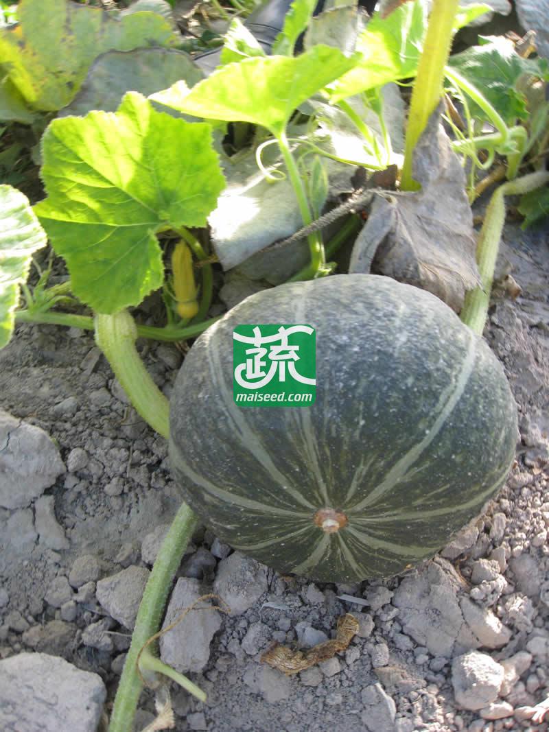河南豫鼎红种业 绿甜栗2号南瓜种子 抗病性强 早熟 果皮墨绿带淡绿色条纹 肉红黄色 食味极佳 南瓜种子 10克装