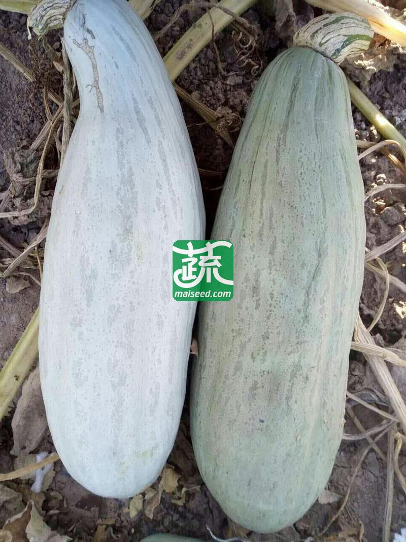 河南豫鼎红种业 豫鼎香南瓜种子 贵族南瓜 世界上目前最好吃的南瓜 颜色青灰色 肉持金红 软糯香甜 口感细腻 南瓜种子 10克装