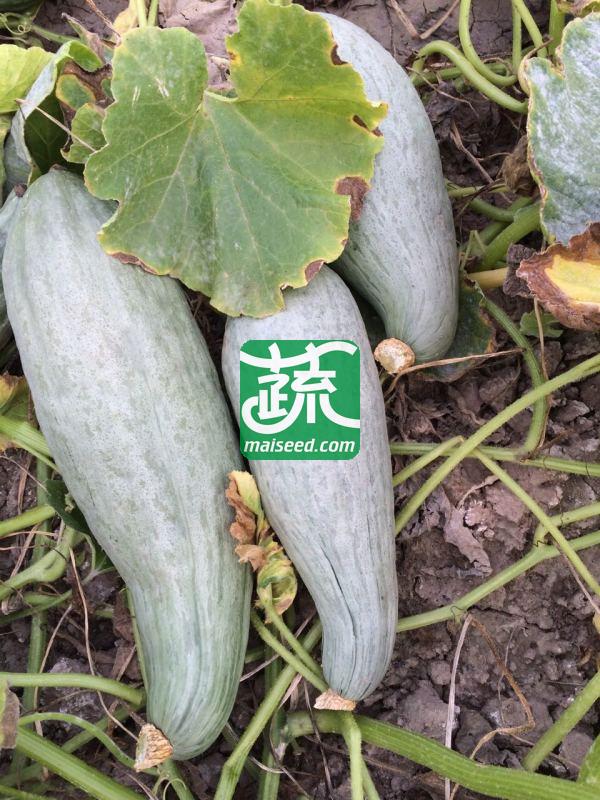 河南豫鼎红种业 豫鼎香南瓜种子 贵族南瓜 世界上目前最好吃的南瓜 颜色青灰色 肉持金红 软糯香甜 口感细腻 南瓜种子 10克装