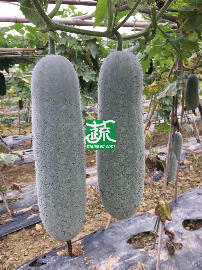 广州绿霸 山水珍宝节瓜种子 最新品种 抗病强 品质好 嫩瓜淡绿色有白斑 老瓜披白色蜡粉 结果能力强 节瓜种子 100粒装