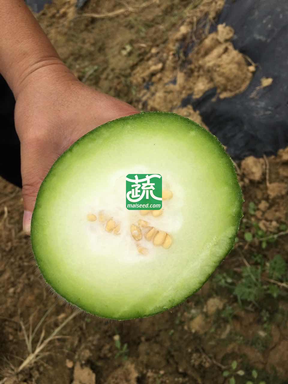 广州绿霸 山水珍宝节瓜种子 最新品种 抗病强 品质好 嫩瓜淡绿色有白斑 老瓜披白色蜡粉 结果能力强 节瓜种子 100粒装