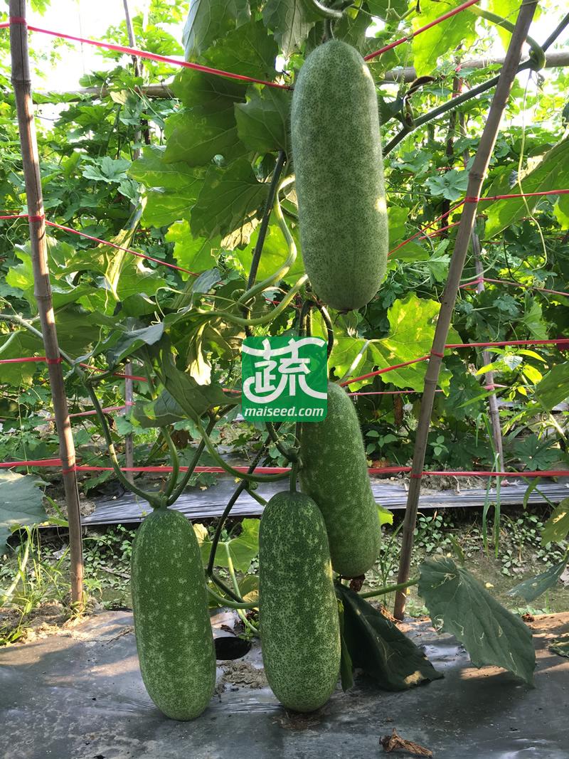 广州绿霸 山水翡翠节瓜种子 极早熟 长势旺盛 抗病性强 嫩瓜浅绿色有白斑 老瓜翠绿有白斑无蜡粉 节瓜种子 100粒装