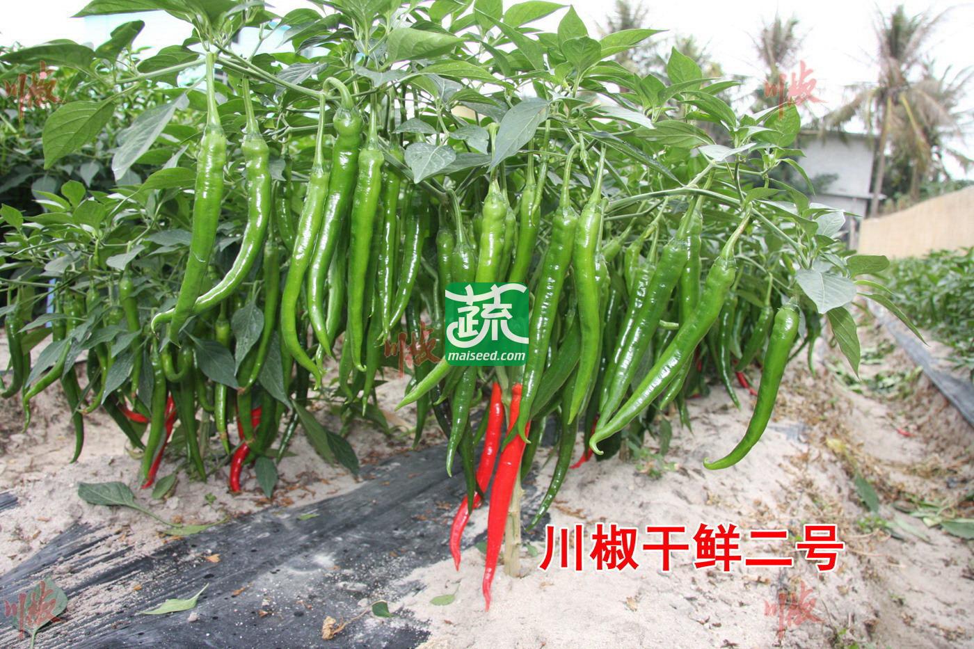 四川川椒 干鲜2号辣椒种子 早中熟 干鲜兼用型 味辣 果面光滑 果形顺直美观 嫩果深绿色 成熟果深红色 辣椒种子 10克装