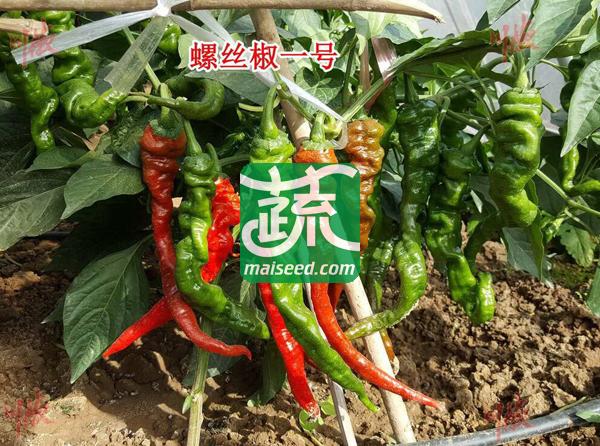 四川川椒 螺丝椒一号辣椒种子 早熟 螺丝椒新品种 高抗性 高品质 亩产2500kg左右 螺丝椒种子 8克装