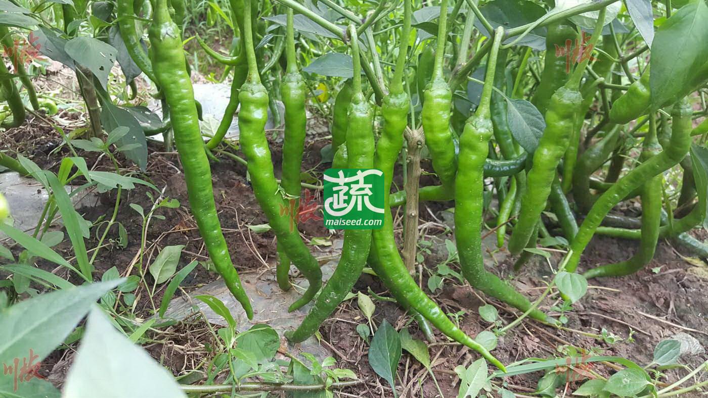 四川川椒 干鲜4号辣椒种子 深绿色长线椒品种 早中熟  果形顺直 味辣 一般亩产3500kg 辣椒种子 8克装