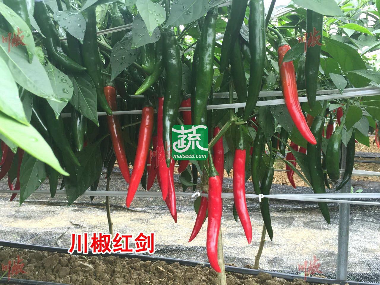 四川川椒 川椒红剑辣椒种子 中熟 羊角形 特抗病 抗热 采收期长 青椒颜色深绿 红椒鲜红靓丽 肉厚 辣椒种子 5克装