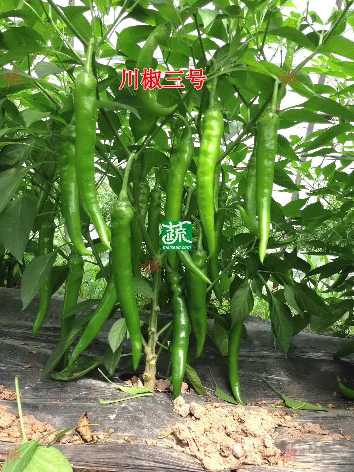 四川川椒 川椒三号辣椒种子 早中熟 果长22cm,嫩果深绿色 长圆柱形 果面光滑 肉厚 品质好 辣椒种子 8克装