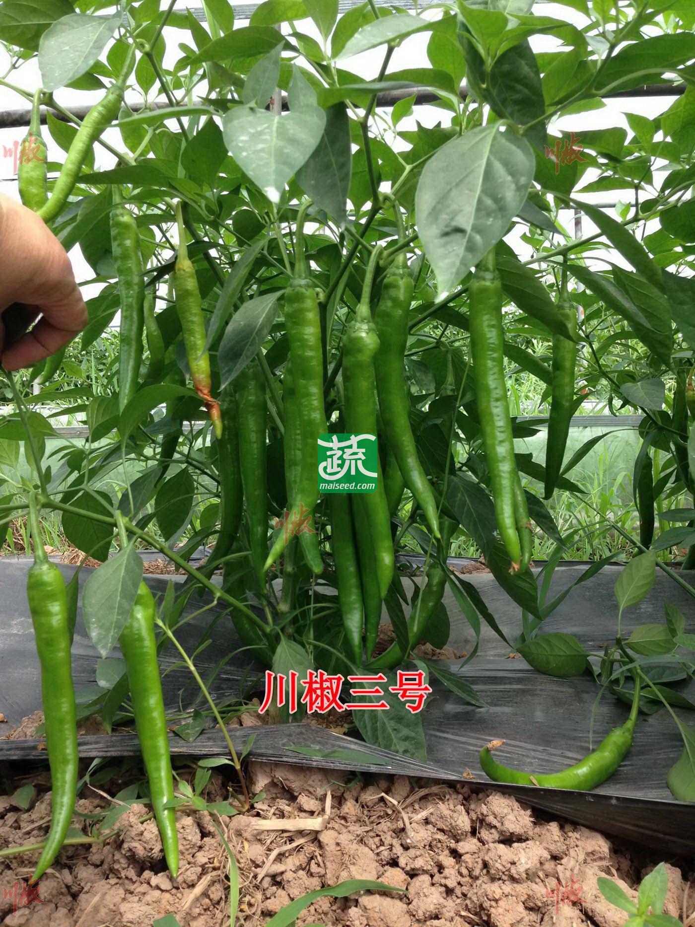 四川川椒 川椒三号辣椒种子 早中熟 果长22cm,嫩果深绿色 长圆柱形 果面光滑 肉厚 品质好 辣椒种子 8克装